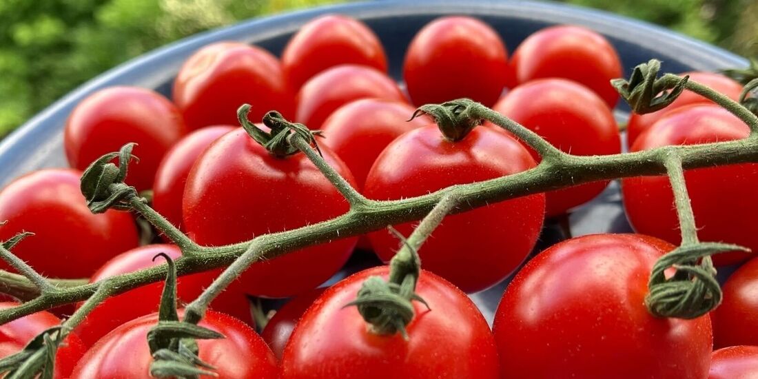 In der nun beginnenden Hochsaison schmecken reife Tomaten aus der Region einzigartig aromatisch.