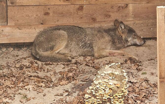 Hamburger Wolf in Tierauffangstation