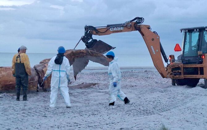 Weitere Entwicklung zum Buckelwal in der Ostsee