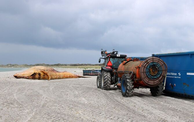 Weitere Entwicklung zum Buckelwal in der Ostsee