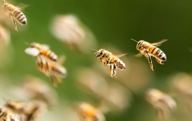 Bienenalarm an einem italienischen Strand. (Symbolbild)