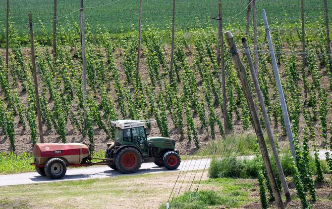 Ein bayerischer Hopfenpflanzer bei der Arbeit (Archiv)