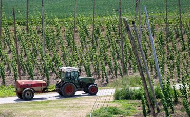 Ein bayerischer Hopfenpflanzer bei der Arbeit (Archiv)
