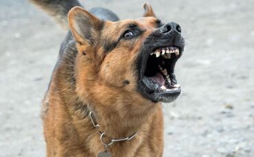 Der Angeklagte beteuert, seinen Hund nicht mit Absicht auf seinen Schwager losgelassen zu haben.