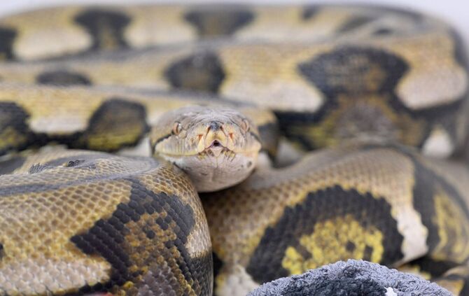 Netzpython