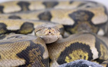 Netzpython