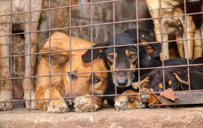 Missbrauchte Hunde in Uganda
