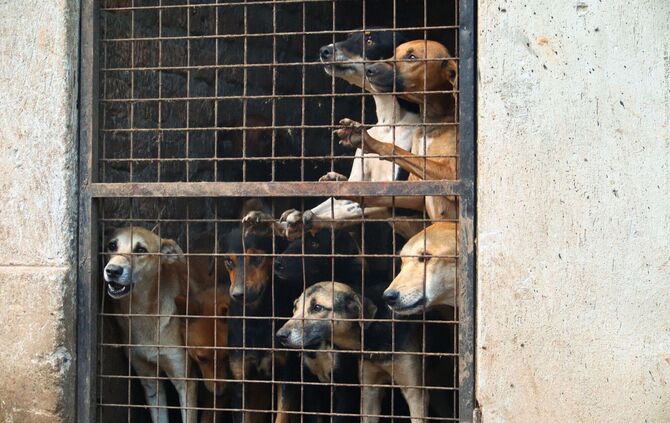Missbrauchte Hunde in Uganda