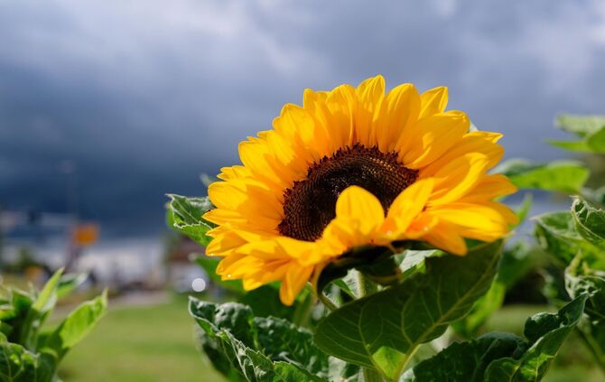 Nach den letzten Regentropfen kommt der Sommer zurück.
