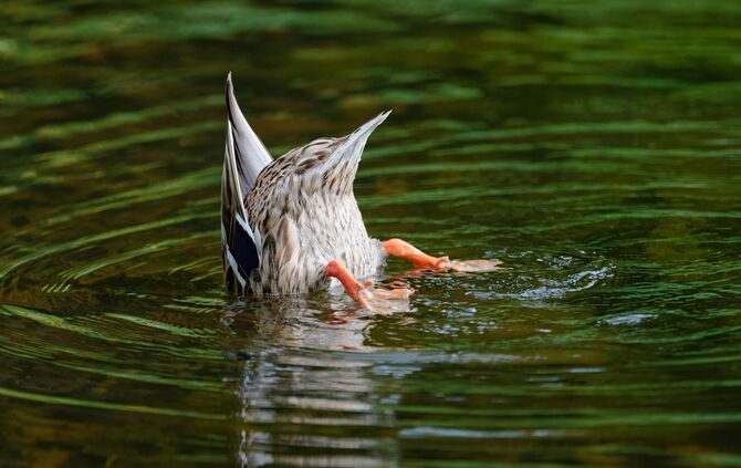 Diese Ente sucht die passende Erfrischung. (Archivbild)