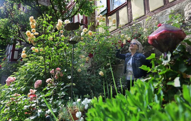 Der Duft der Rosen: Helga Knauß-Auwärter pflegt einen malerischen Garten an der alten Stadtmauer zur eigenen Freude und zu der v