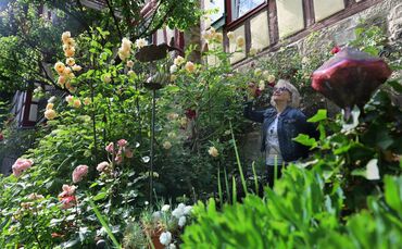Der Duft der Rosen: Helga Knauß-Auwärter pflegt einen malerischen Garten an der alten Stadtmauer zur eigenen Freude und zu der v