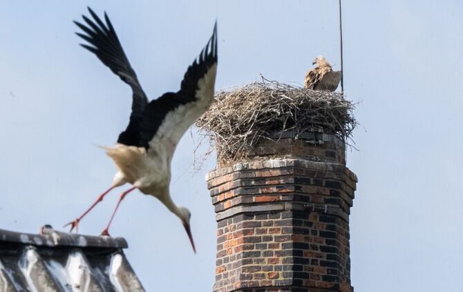 Ein Gänsegeier hat erneut ein Storchennest angegriffen und alle Jungtiere getötet.