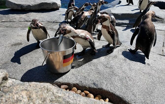 Stinktiere, Papagei und Bakterien tippen auf WM-Spiele