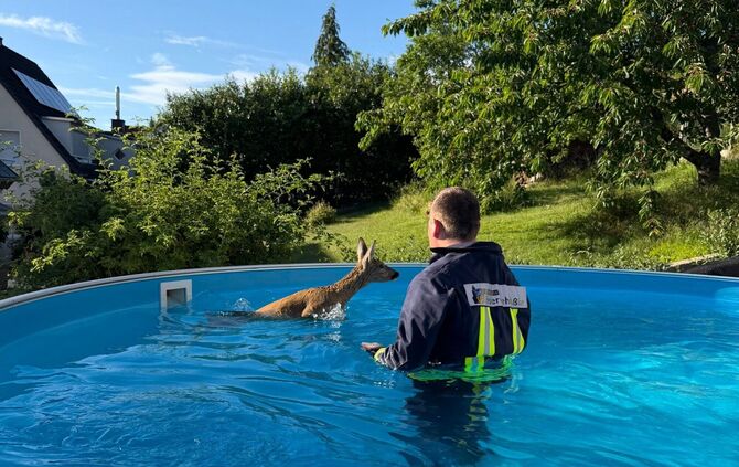 Ein Feuerwehrmann rettet ein Rehkitz aus einem Pool