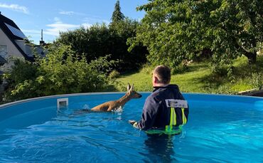 Ein Feuerwehrmann rettet ein Rehkitz aus einem Pool