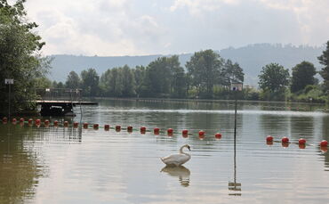 Der Plüderhäuser See: Unter Wasser ist einiges los.