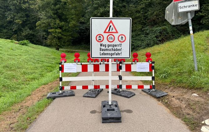Die erkrankten Bäume stellen eine Gefahr dar.