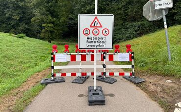 Die erkrankten Bäume stellen eine Gefahr dar.