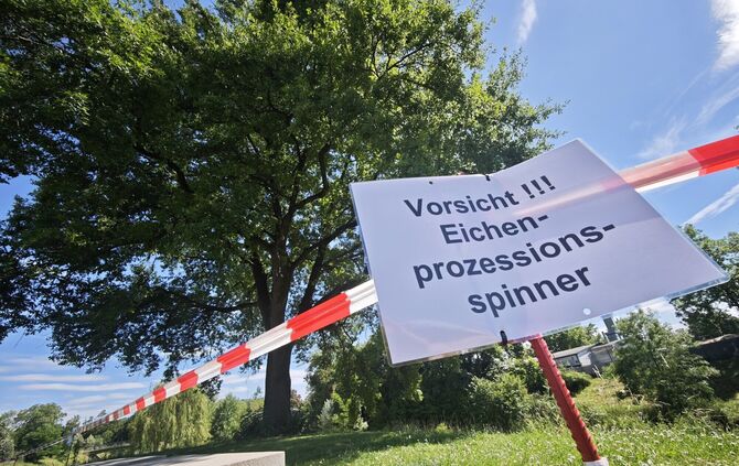 Vorsorglich gesperrt: Der Eichenprozessionsspinner ist auch in Weinstadt ein Problem.