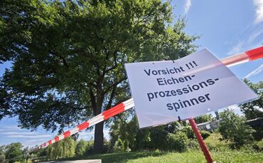Vorsorglich gesperrt: Der Eichenprozessionsspinner ist auch in Weinstadt ein Problem.