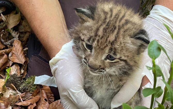 Der kleine Luchs ist der erste Nachwuchs seit mehr als 200 Jahren. (Handout)