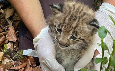 Der kleine Luchs ist der erste Nachwuchs seit mehr als 200 Jahren. (Handout)