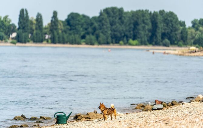 Drei Männer nach Schwimmen im Rhein vermisst