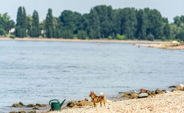 Drei Männer nach Schwimmen im Rhein vermisst