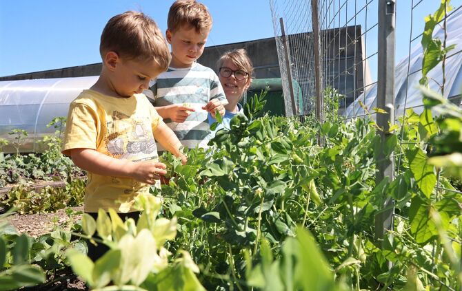 Beliebt sind die Zuckerschoten: Annika Wilms mit ihren Söhnen bei der Ernte.