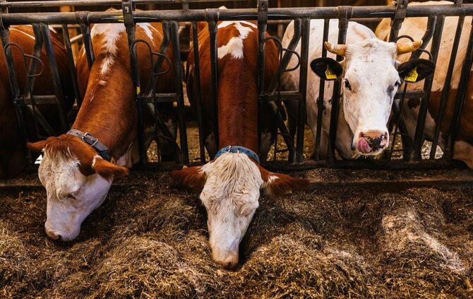 Landwirtschaft
