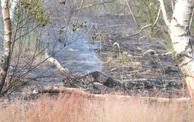 Waldbrand Gohrischheide