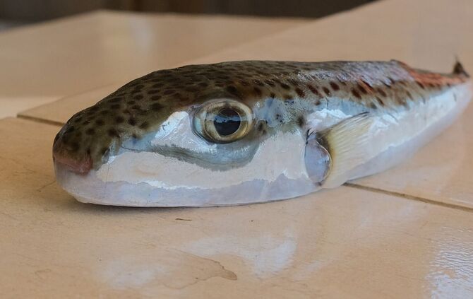Ein Hasenkopf-Kugelfisch liegt auf einem Tisch.