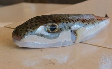 Ein Hasenkopf-Kugelfisch liegt auf einem Tisch.