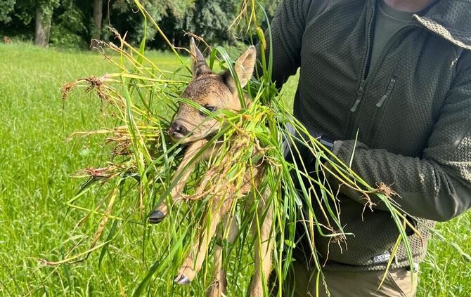 Vorsichtig trägt Manuel Knödler ein Kitz, das mit Hilfe einer Drohne entdeckt wurde, aus der Wiese – zusammen mit viel Gras, dam