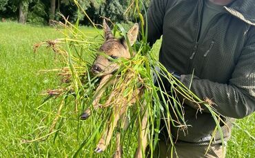 Vorsichtig trägt Manuel Knödler ein Kitz, das mit Hilfe einer Drohne entdeckt wurde, aus der Wiese – zusammen mit viel Gras, dam