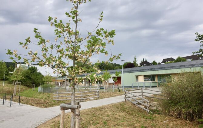 Anwohnerin der Kita Koppelesbach schlägt vor, die Eichen zu ersetzen, die am Parkplatz gepflanzt sind. Die Stadt sieht das Probl