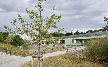 Anwohnerin der Kita Koppelesbach schlägt vor, die Eichen zu ersetzen, die am Parkplatz gepflanzt sind. Die Stadt sieht das Probl