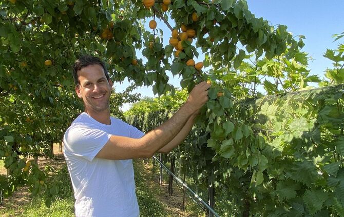 Aprikosen haben gerade Hochsaison. Wie kommt Obstbauer Jochen Heß mit der Hitze zurecht?