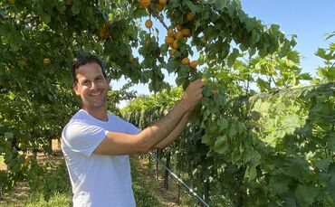 Aprikosen haben gerade Hochsaison. Wie kommt Obstbauer Jochen Heß mit der Hitze zurecht?