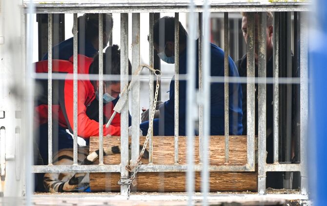 Polizei und Veterinäramt im Einsatz bei Tigerhalterin