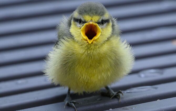 Vogelküken stürzen sich aus heißen Nestern
