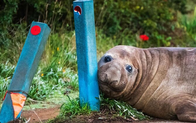 «Neil the Seal» in Tasmanien