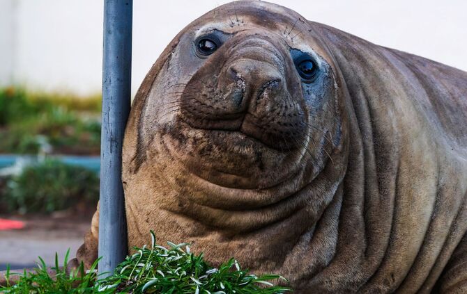 «Neil the Seal» in Tasmanien