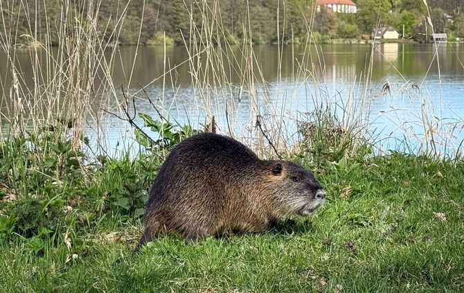 Nutria
