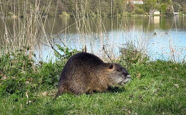 Nutria