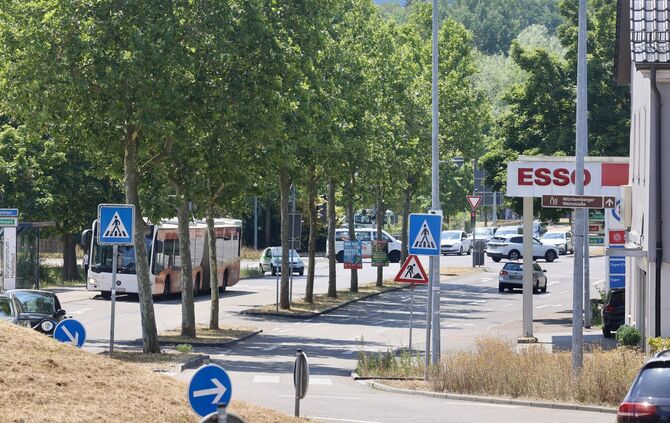 Bäume an der Alten Bundesstraße in Waiblingen beim Schäferkreisel.