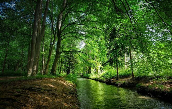 Der Aufenthalt im Wald reduziert die Stresshormone, beruhigt den Herzschlag und kann den Blutdruck regulieren.