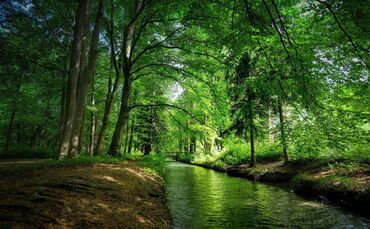 Der Aufenthalt im Wald reduziert die Stresshormone, beruhigt den Herzschlag und kann den Blutdruck regulieren.