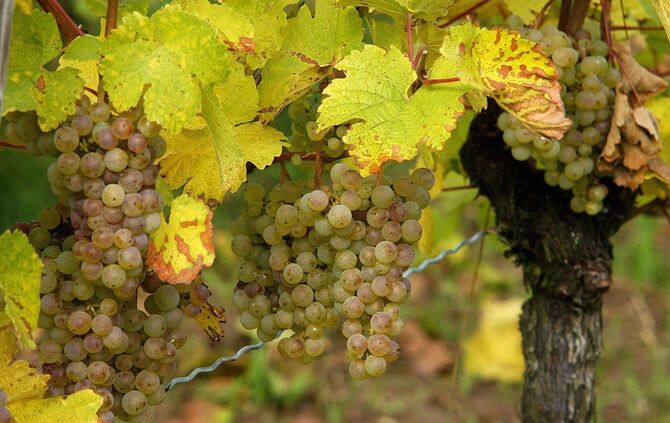 Riesling-Trauben